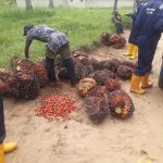 “The Sustainable Journey of Palm Oil: From Farm to Table”